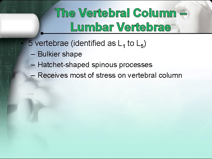 The Vertebral Column – Lumbar Vertebrae • 5 vertebrae (identified as L 1 to
