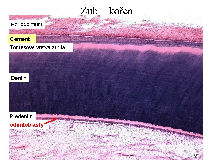 Zub – kořen Periodontium Cement Tomesova vrstva zrnitá Dentin Predentin odontoblasty 