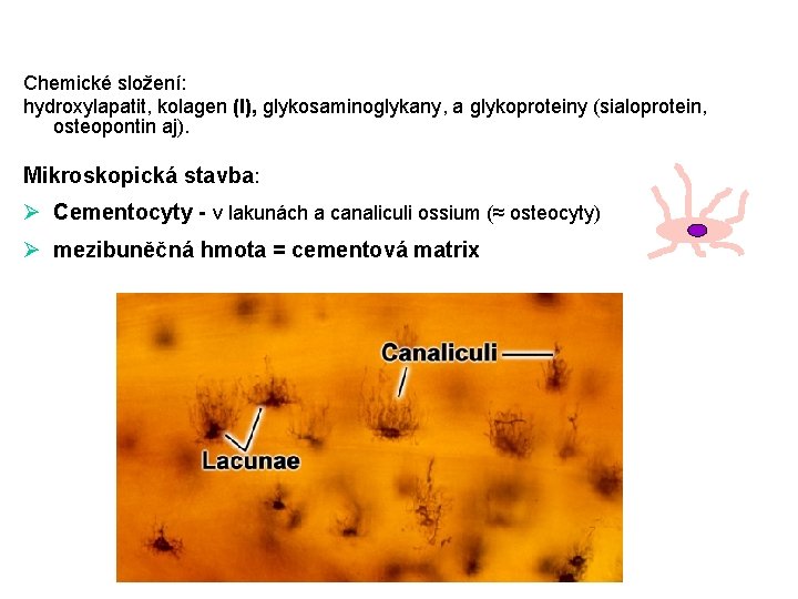 Chemické složení: hydroxylapatit, kolagen (I), glykosaminoglykany, a glykoproteiny (sialoprotein, osteopontin aj). Mikroskopická stavba: Ø