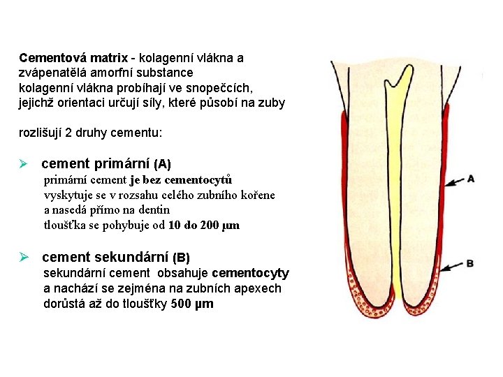 Cementová matrix - kolagenní vlákna a zvápenatělá amorfní substance kolagenní vlákna probíhají ve snopečcích,