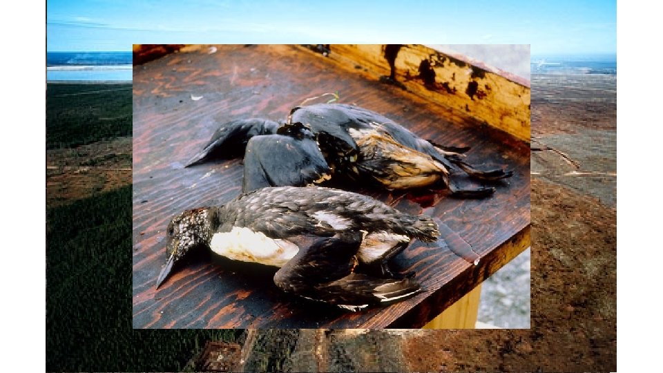 Stop the Tar. Sands Campaign • https: //www. youtube. com/watch? v=La. F 5 Nf.