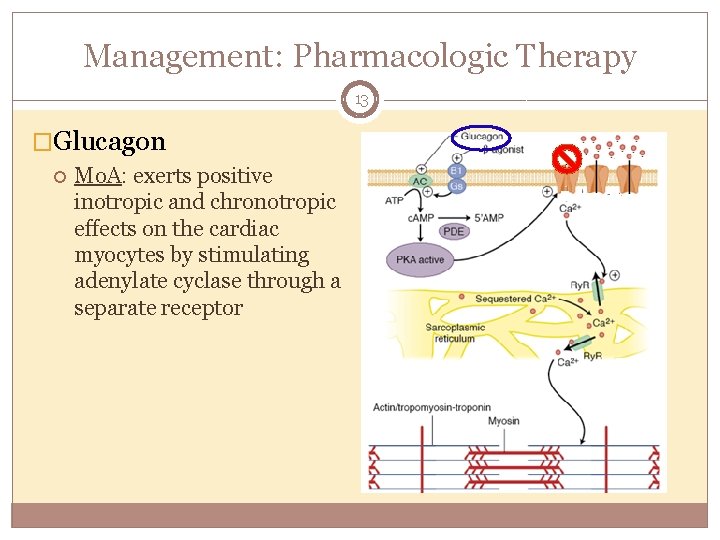 Management: Pharmacologic Therapy 13 �Glucagon Mo. A: exerts positive inotropic and chronotropic effects on