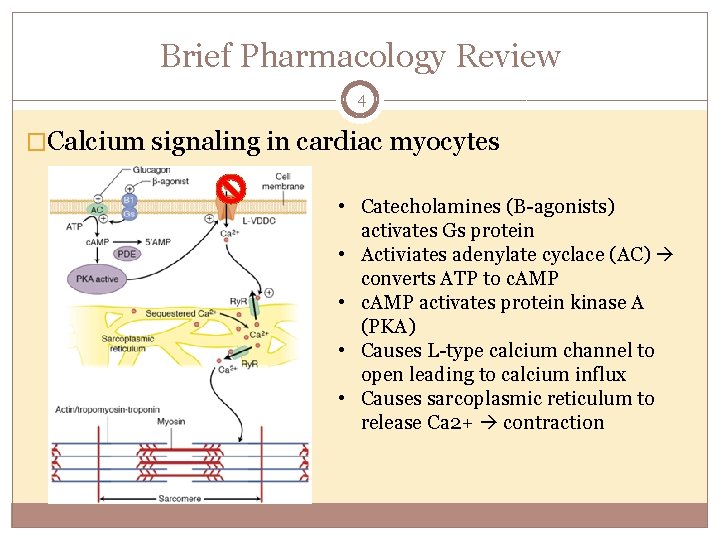 High dose insulin for calcium channel blocker overdose