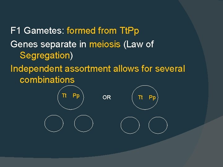 F 1 Gametes: formed from Tt. Pp Genes separate in meiosis (Law of Segregation)