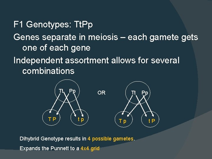 F 1 Genotypes: Tt. Pp Genes separate in meiosis – each gamete gets one