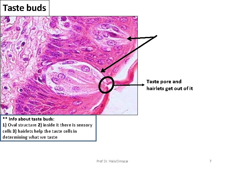Taste buds Taste pore and hairlets get out of it ** Info about taste