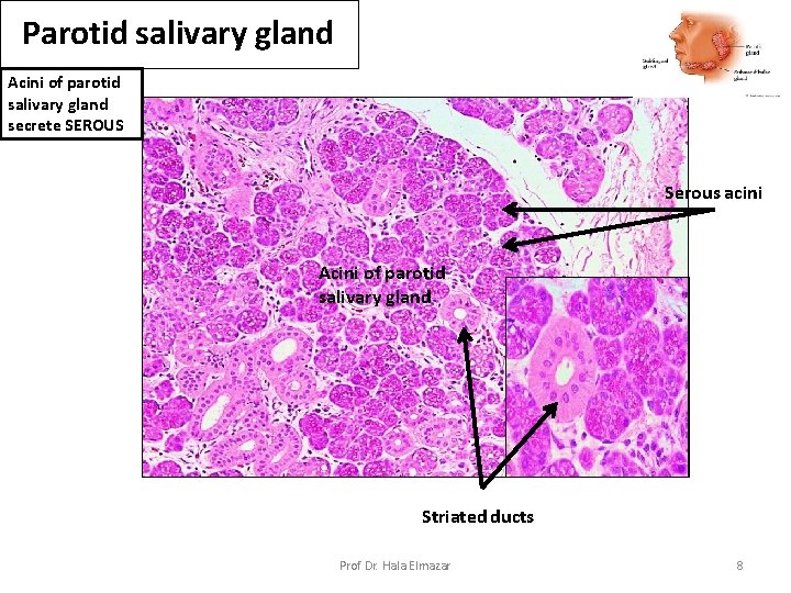 Parotid salivary gland Acini of parotid salivary gland secrete SEROUS Serous acini Acini of