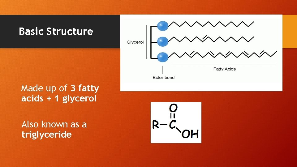 Basic Structure Made up of 3 fatty acids + 1 glycerol Also known as