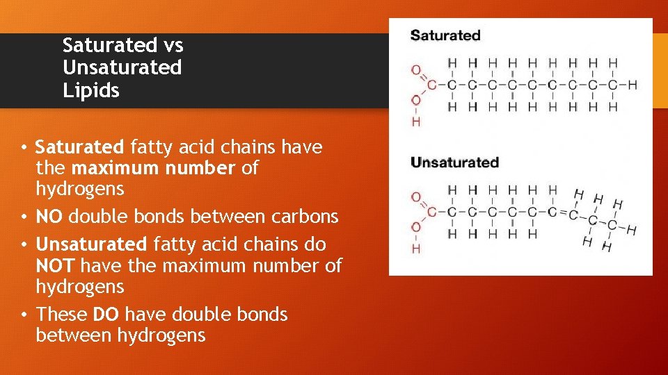 Saturated vs Unsaturated Lipids • Saturated fatty acid chains have the maximum number of