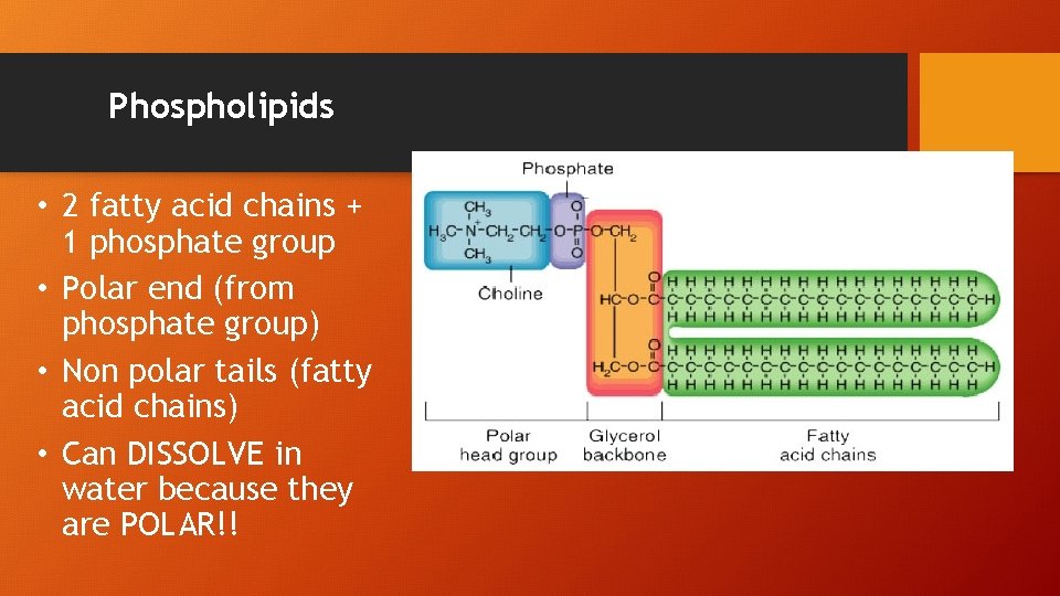 Phospholipids • 2 fatty acid chains + 1 phosphate group • Polar end (from