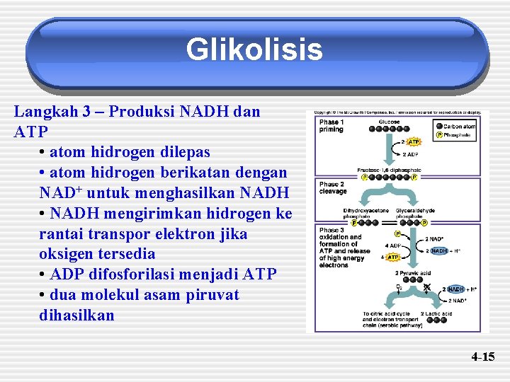 Glikolisis Langkah 3 – Produksi NADH dan ATP • atom hidrogen dilepas • atom