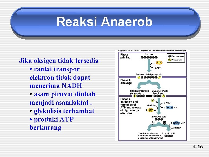 Reaksi Anaerob Jika oksigen tidak tersedia • rantai transpor elektron tidak dapat menerima NADH