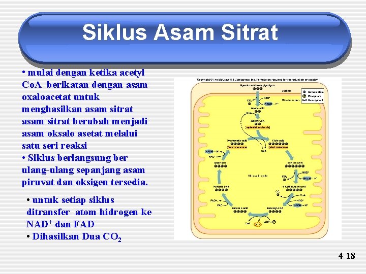 Siklus Asam Sitrat • mulai dengan ketika acetyl Co. A berikatan dengan asam oxaloacetat