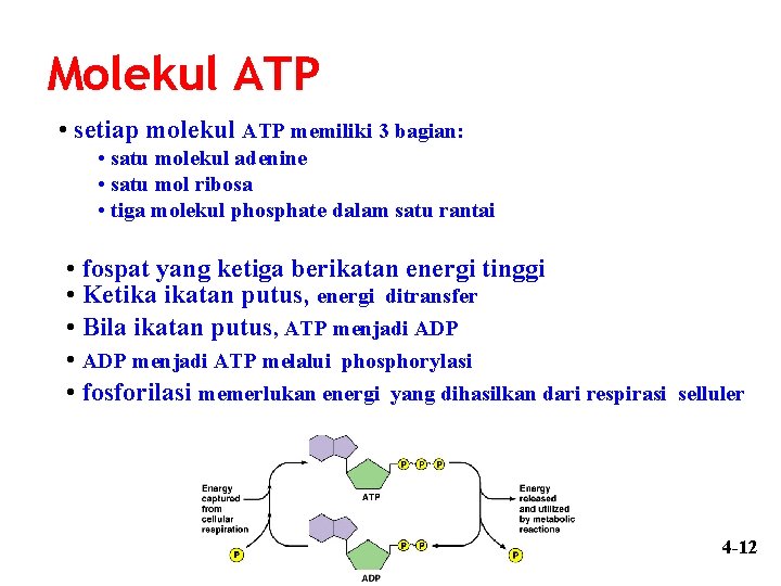Molekul ATP • setiap molekul ATP memiliki 3 bagian: • satu molekul adenine •