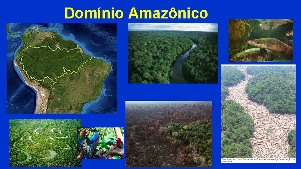 Domínio Amazônico Domínio Amazônico