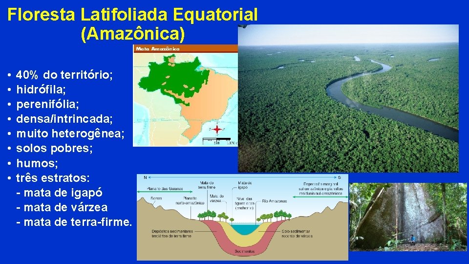 Floresta Latifoliada Equatorial (Amazônica) • • 40% do território; hidrófila; perenifólia; densa/intrincada; muito heterogênea; Floresta Latifoliada Equatorial (Amazônica) • • 40% do território; hidrófila; perenifólia; densa/intrincada; muito heterogênea;