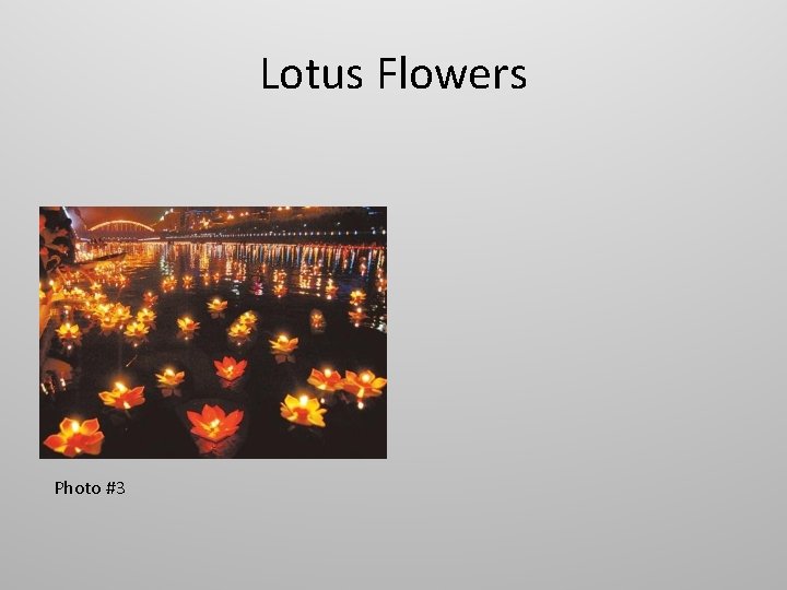 Lotus Flowers Photo #3 