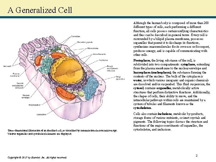 A Generalized Cell Although the human body is composed of more than 200 different