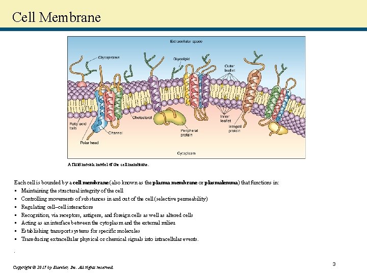 Cell Membrane A fluid mosaic model of the cell membrane. Each cell is bounded