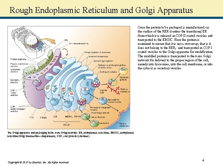 Rough Endoplasmic Reticulum and Golgi Apparatus Once the protein to be packaged is manufactured