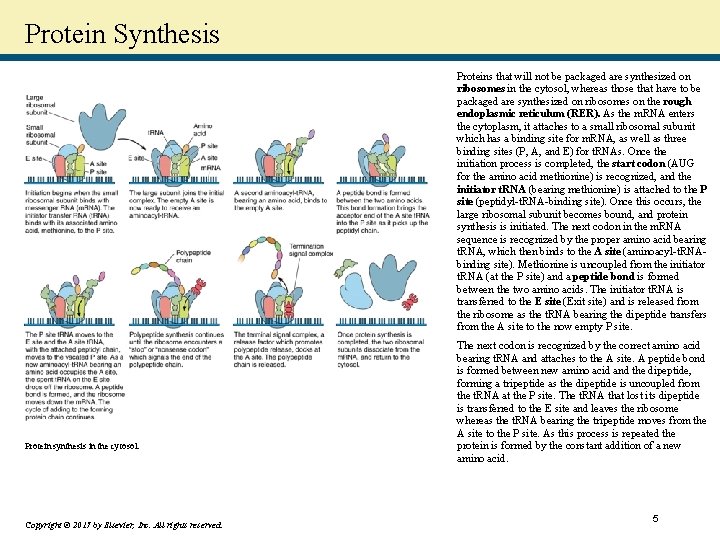 Protein Synthesis Proteins that will not be packaged are synthesized on ribosomes in the