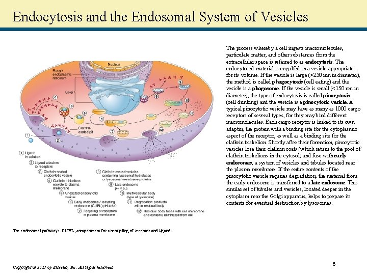Endocytosis and the Endosomal System of Vesicles The process whereby a cell ingests macromolecules,