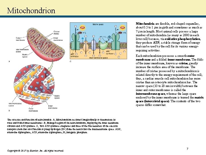 Mitochondrion Mitochondria are flexible, rod-shaped organelles, about 0. 5 to 1 μm in girth