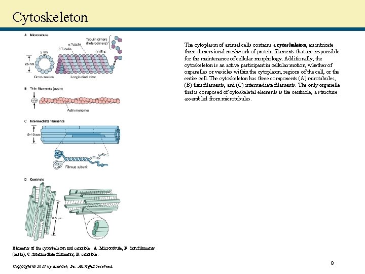 Cytoskeleton The cytoplasm of animal cells contains a cytoskeleton, an intricate three-dimensional meshwork of