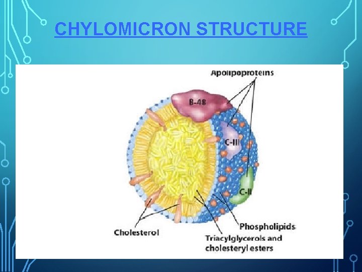 CHYLOMICRON STRUCTURE 