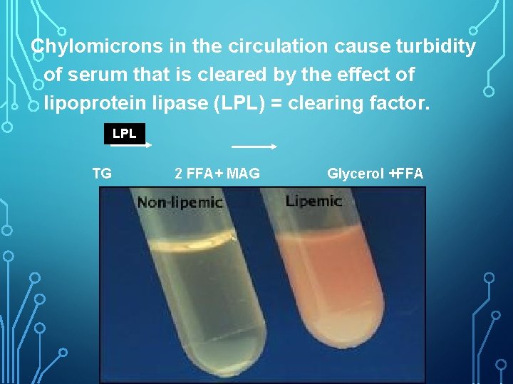 Chylomicrons in the circulation cause turbidity of serum that is cleared by the effect