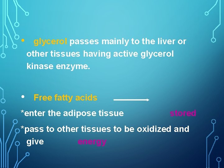  • • glycerol passes mainly to the liver or other tissues having active