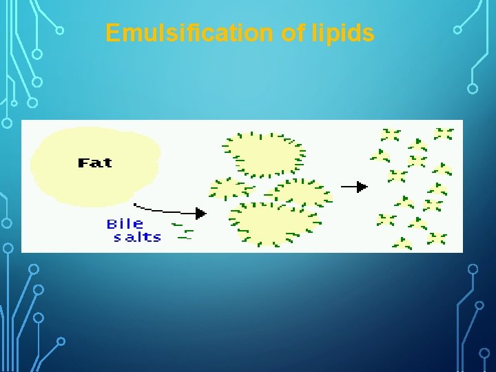 Emulsification of lipids 
