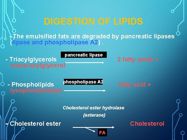 DIGESTION OF LIPIDS - The emulsified fats are degraded by pancreatic lipases (lipase and