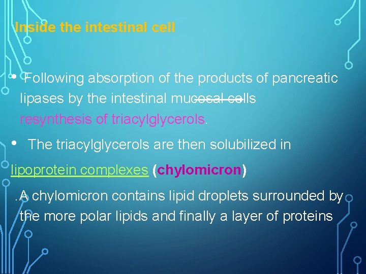 Inside the intestinal cell • • Following absorption of the products of pancreatic lipases