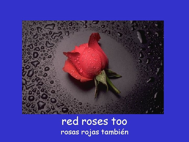 red roses too rosas rojas también 