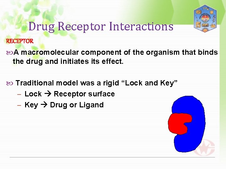 Drug Receptor Interactions RECEPTOR A macromolecular component of the organism that binds the drug