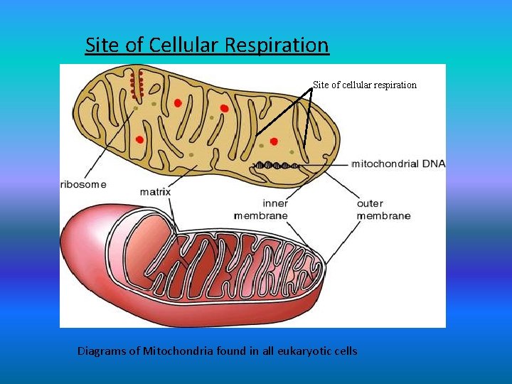 Site of Cellular Respiration Site of cellular respiration Diagrams of Mitochondria found in all