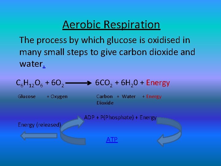 Aerobic Respiration The process by which glucose is oxidised in many small steps to