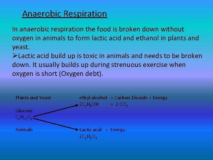 Anaerobic Respiration In anaerobic respiration the food is broken down without oxygen in animals