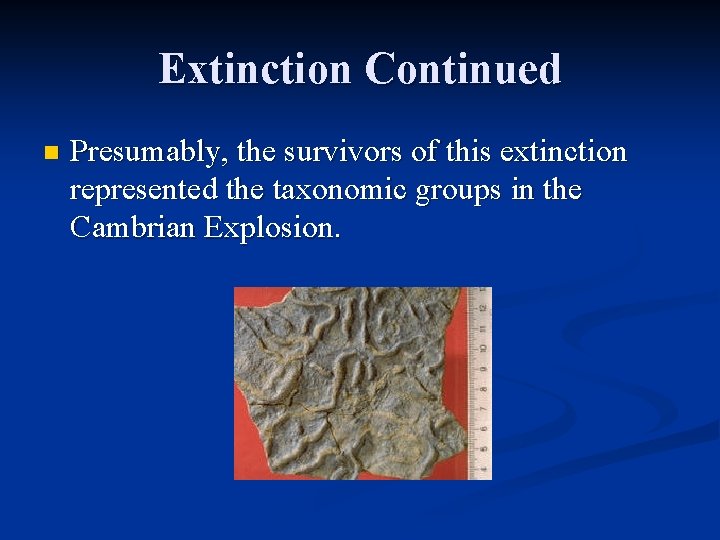 Extinction Continued n Presumably, the survivors of this extinction represented the taxonomic groups in