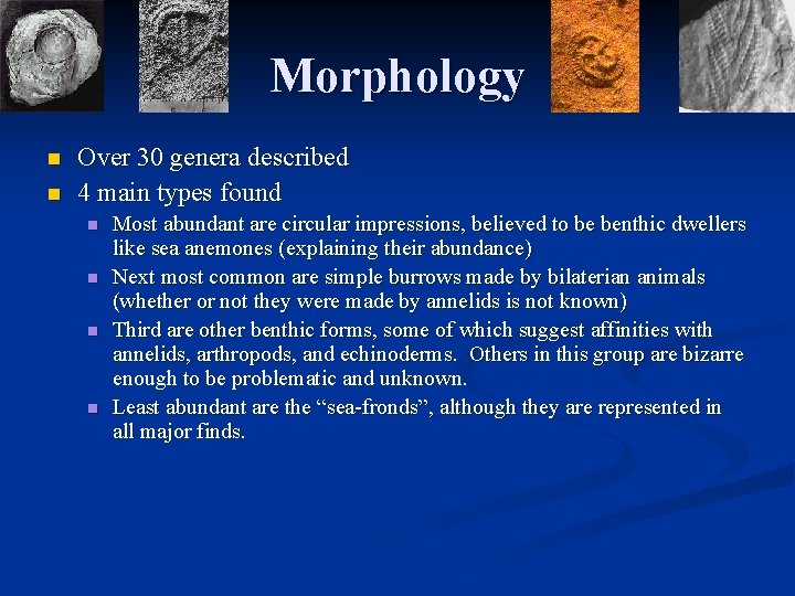 Morphology n n Over 30 genera described 4 main types found n n Most