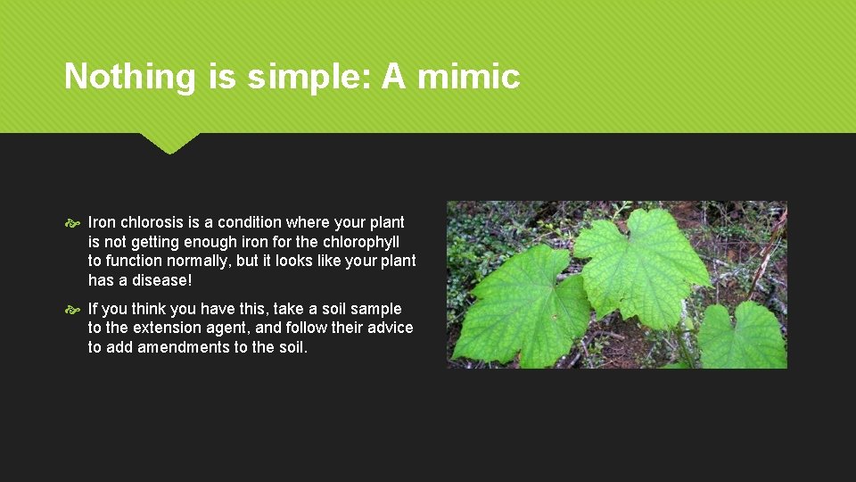 Nothing is simple: A mimic Iron chlorosis is a condition where your plant is