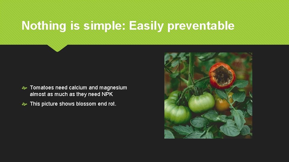 Nothing is simple: Easily preventable Tomatoes need calcium and magnesium almost as much as