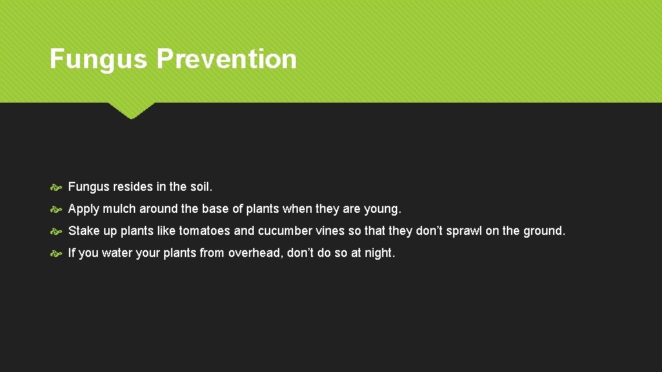 Fungus Prevention Fungus resides in the soil. Apply mulch around the base of plants