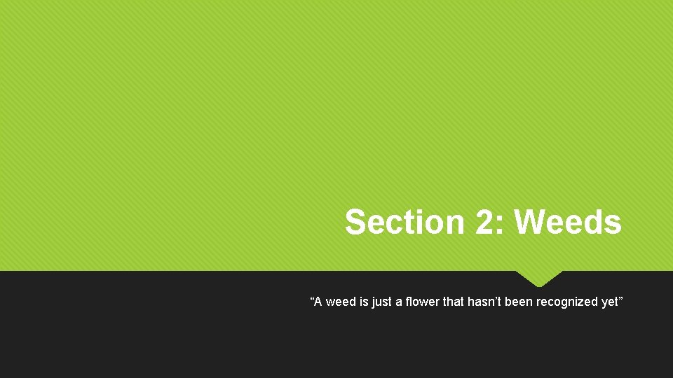 Section 2: Weeds “A weed is just a flower that hasn’t been recognized yet”