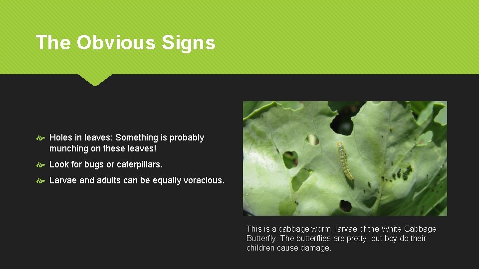 The Obvious Signs Holes in leaves: Something is probably munching on these leaves! Look