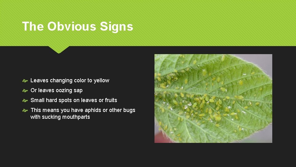 The Obvious Signs Leaves changing color to yellow Or leaves oozing sap Small hard