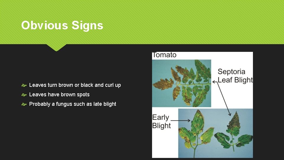 Obvious Signs Leaves turn brown or black and curl up Leaves have brown spots