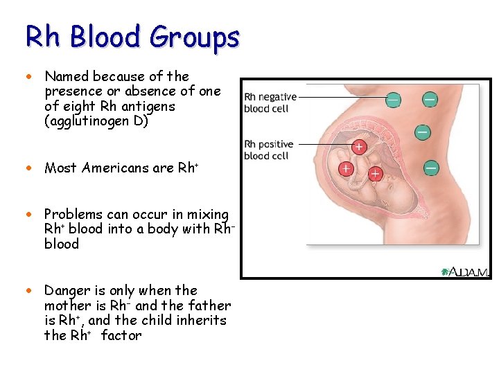 Rh Blood Groups · Named because of the presence or absence of one of