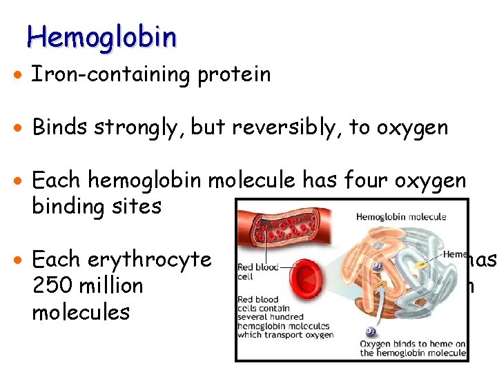 Hemoglobin · Iron-containing protein · Binds strongly, but reversibly, to oxygen · Each hemoglobin Hemoglobin · Iron-containing protein · Binds strongly, but reversibly, to oxygen · Each hemoglobin